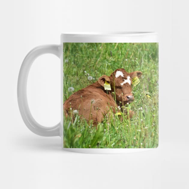 Love Cows - Calf by DeVerviers